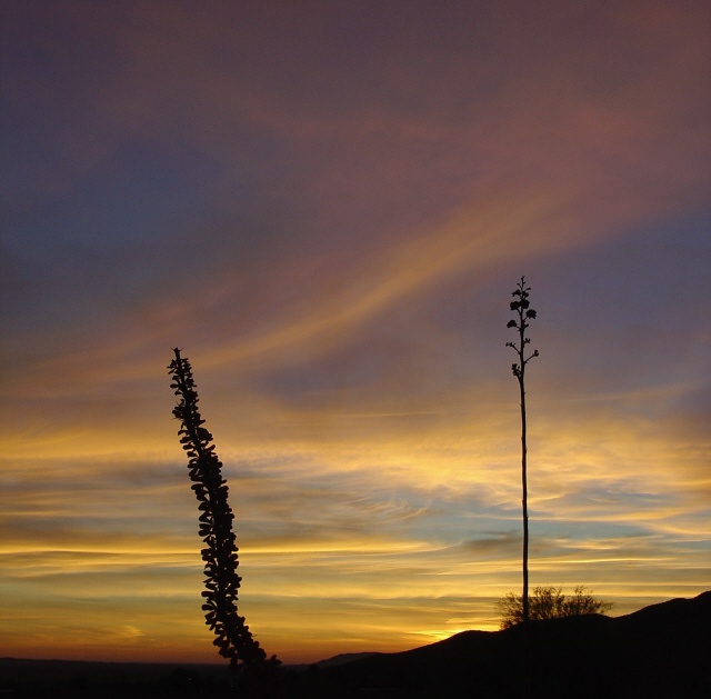 Image from Anza-Borrego Desert SP ®
